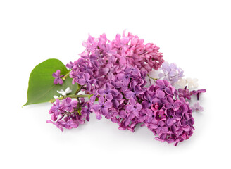 Branches of beautiful lilac flowers with leaf on white background