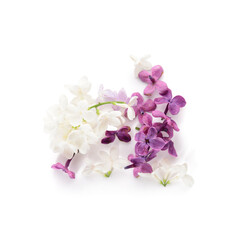 Fototapeta na wymiar Different beautiful lilac flowers on white background