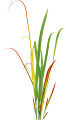 Side view of wild grass