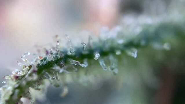 Magic Cannabis marijuana trichomes, focusing close up, macro zoom microscope