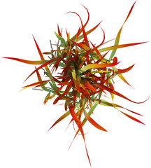 Obraz premium Top view of wild grass