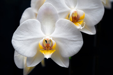 Naklejka na ściany i meble Orchid Colombian