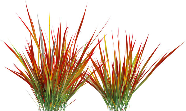 Side view of wild grass