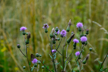 A flowering bush of pink sows Cirsium arvense in a natural environment.