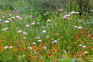 Colorful field of blooming wildflowers