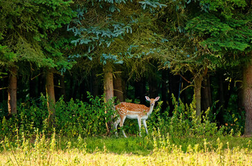 female doe - capreolus capreolus, western roe deer on the meadow in front of the forest min curious...