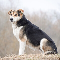 border collie dog stray dogs 