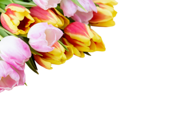 Isolated red and pink tulips frame closeup, copy space. Fresh spring flowers frame, flowers border