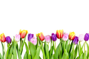 Pink, purple, yellow tulips isolated, flowers arrangement. Isolated flowers frame, isolated tulips border, top view. 