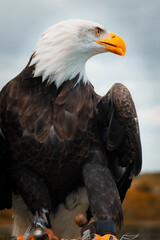 american bald eagle in zoo