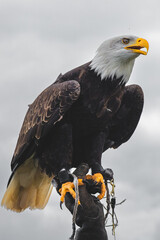 american bald eagle