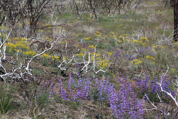 flowers in the field