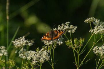 Fototapeta na wymiar Aglais urticae butterfly sits on flower of Aegopodium podagraria