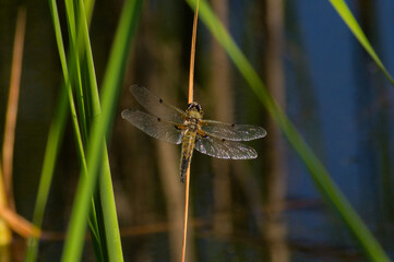 A dragonfly illuminated by the sun, which sits on the stem of a plant
