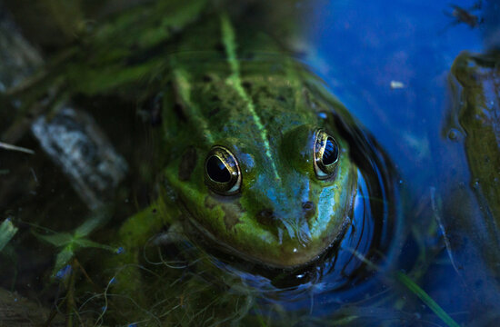 Close-up photo of a frog (Pelophylax ridibundus) sitting in the shallow water of a swamp