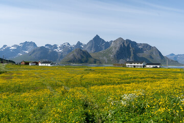 un champ de fleurs jaunes avec deux maisons blanches et une chaine de montagne en arrière plan