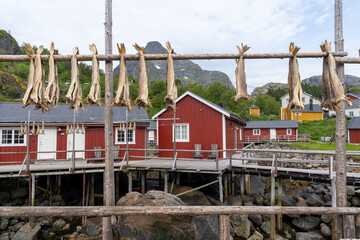Des morues séchées suspendues à une poutre dans un village norvégien des Lofoten