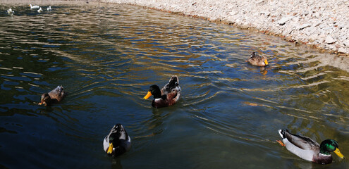 Duck and geese swimming in the lake.