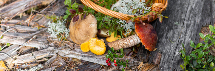 Obraz na płótnie Canvas Forest mushroom boletus, cep, porcini, chanterelle collected in a wooden wicker basket. Late summer and autumn harvest. Natural food. Karelia region. Banner copy space for text