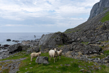 trois moutons au milieu des prairies et rochers en bord de mer