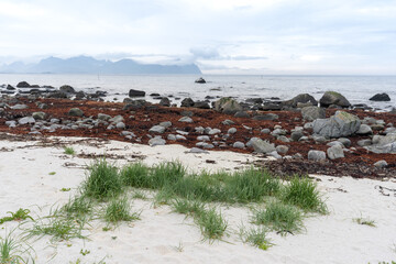une plage de sable blanc avec algues rouges et herbes vertes