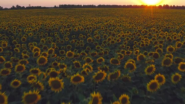 Aerial Cinematic clip: Drone flying over a sunflowers field during sunset. Drone flies over agriculture sunflowers field . Beautiful summer landscape of a sunflowers field. Blooming sunflowers.