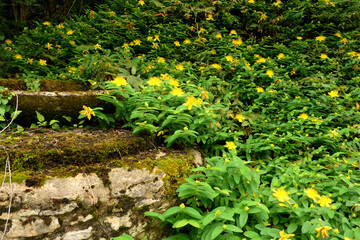 A bank of Hypericum calycinum aka Rose of Sharon growing over an old well
