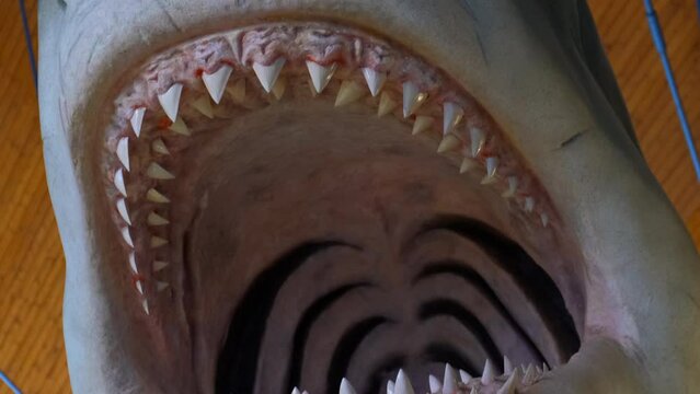 White shark model in the museum.