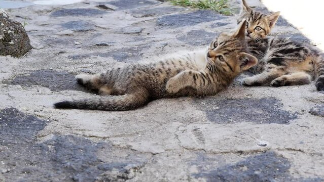 Two beautiful Bengal domestic kittens abruptly turned their heads at the same time and looked back at the sound. Striped bengal cute fluffy kittens with beautiful muzzles outdoors