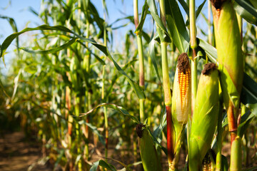 Ripe open cob of corn with grains, on a stalk.