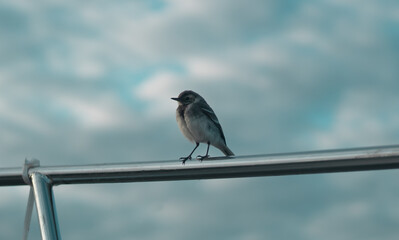 Grey wagtail, wagtail 