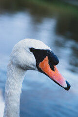 Swan on the river, swan closeup
