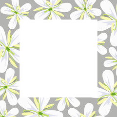 Fototapeta na wymiar Frame for photos, inscriptions, invitations. Frame with white flowers on a dark gray background.Coffee flower. 