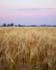 Obraz premium Fields 