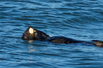 Obraz premium Sea otter eating clam