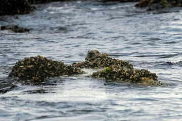Sea otter behind rocks