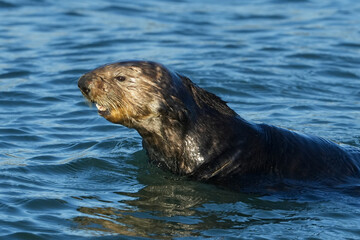 Obraz premium Sea Otter