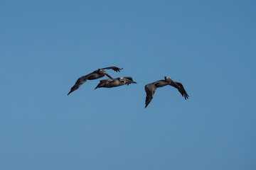 pelicans in flight