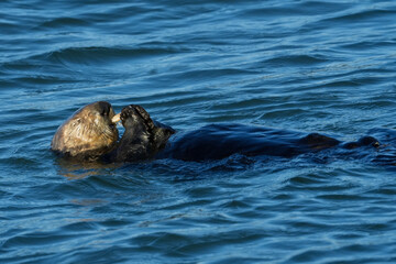 Fototapeta premium Otter eating clam