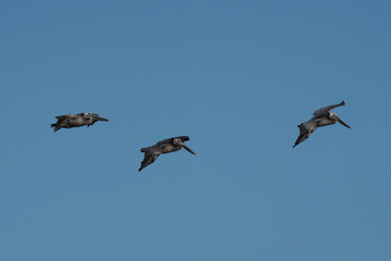 pelicans in flight
