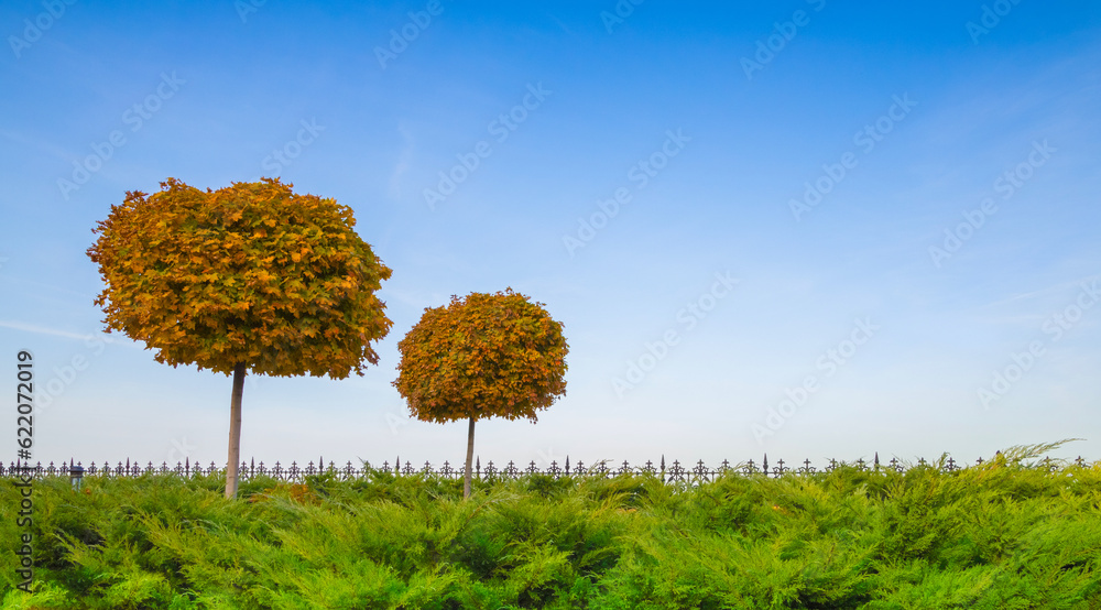 Poster autumn maple trees in the park on a background of blue sky. trees neatly trimmed. the leaves have no