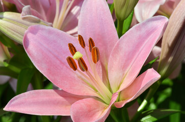 Fototapeta na wymiar Close up of stamen and pistil of Lily flower