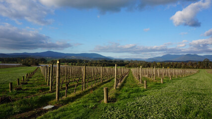 Fototapeta na wymiar Neat rows of grape-bearing vines in a vineyard in Australia