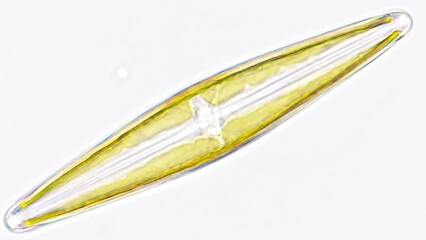 Freshwater diatom, probably Frustulia sp. Collected from the pond. Live cell. Selective focus