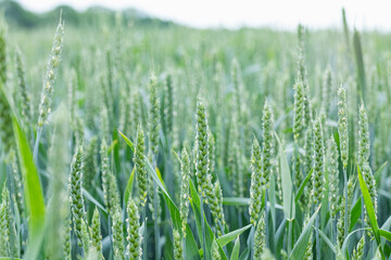 Green spring wheat field crops close-up. Young wheat ears or spikelets with blurred gray sky background. Agriculture in Ukraine