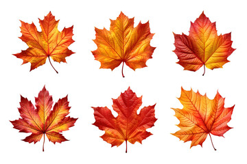 Fototapeta premium Collection of autumn leaves isolated on transparent background