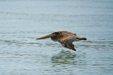 Brown pelican in flight