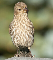 young finch perched on rail