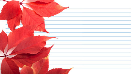 Red virginia creeper leaves and notebook paper. Back to school background with copy space.