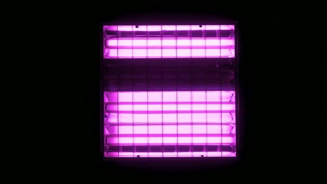 Turning on fluorescent neon pink fito lamps in square lampshade in dark room.
